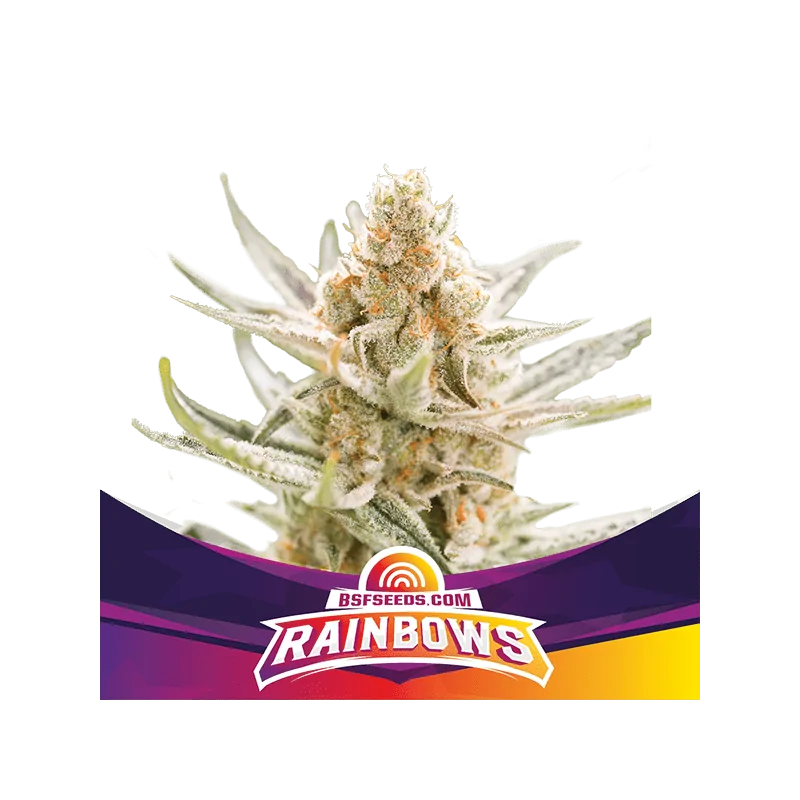 Rainbows BSF SEEDS