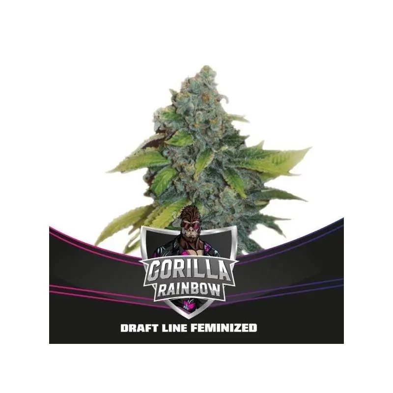 Gorilla Rainbow BSF SEEDS