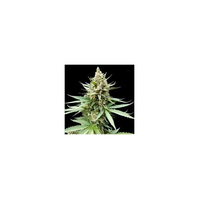 Blue OG