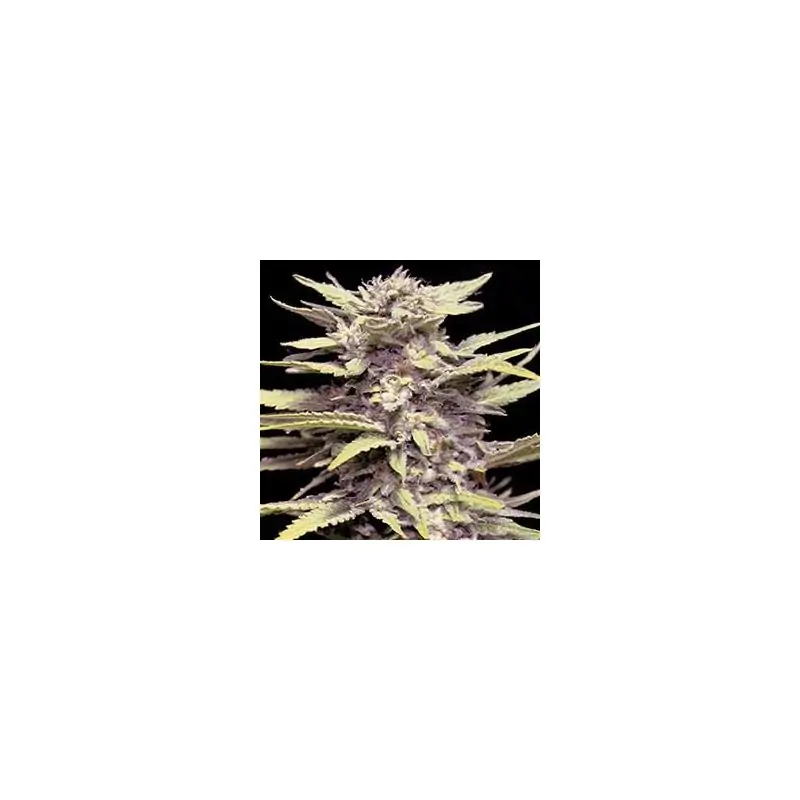 Blueberry Gum
