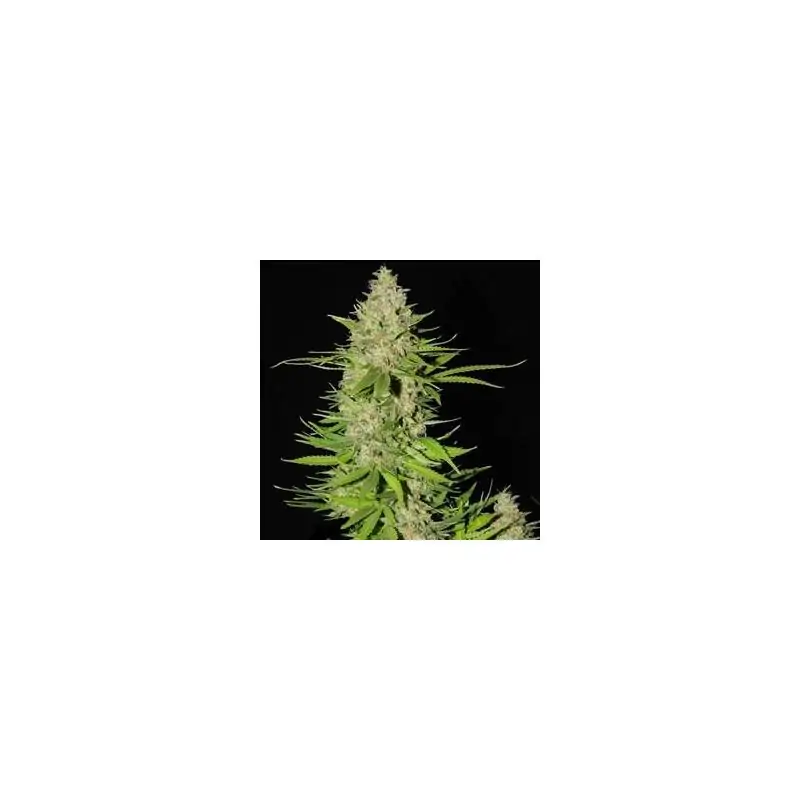Blueberry Gum 2