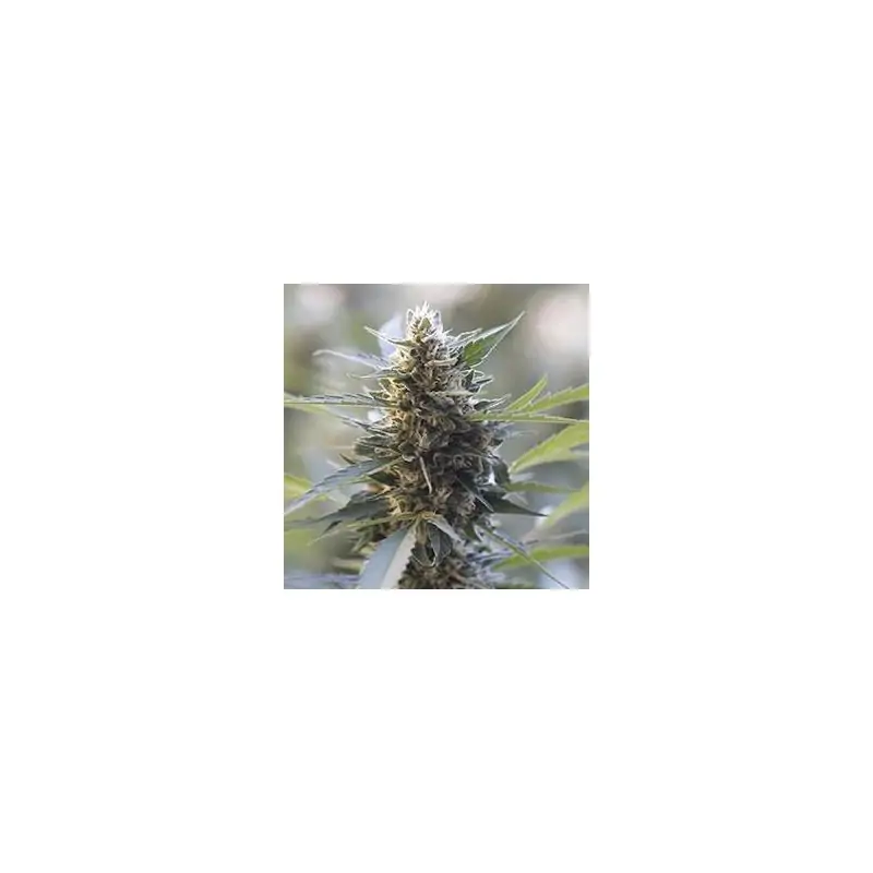 NORTHERN LIGHTS X SKUNK
