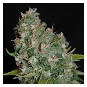 OG13