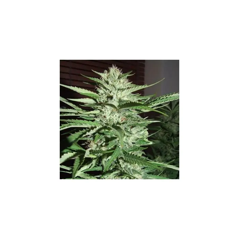 Pineapple Express