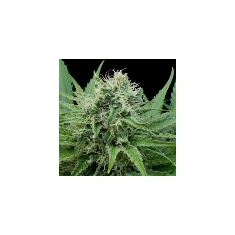 Raw Diesel