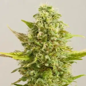 Royal Kush