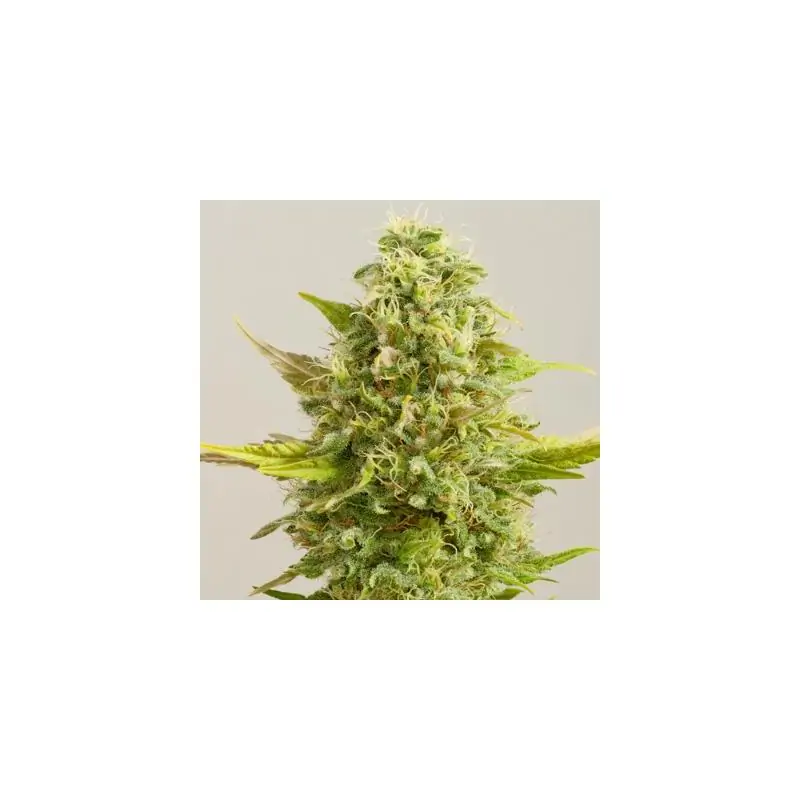 Royal Kush