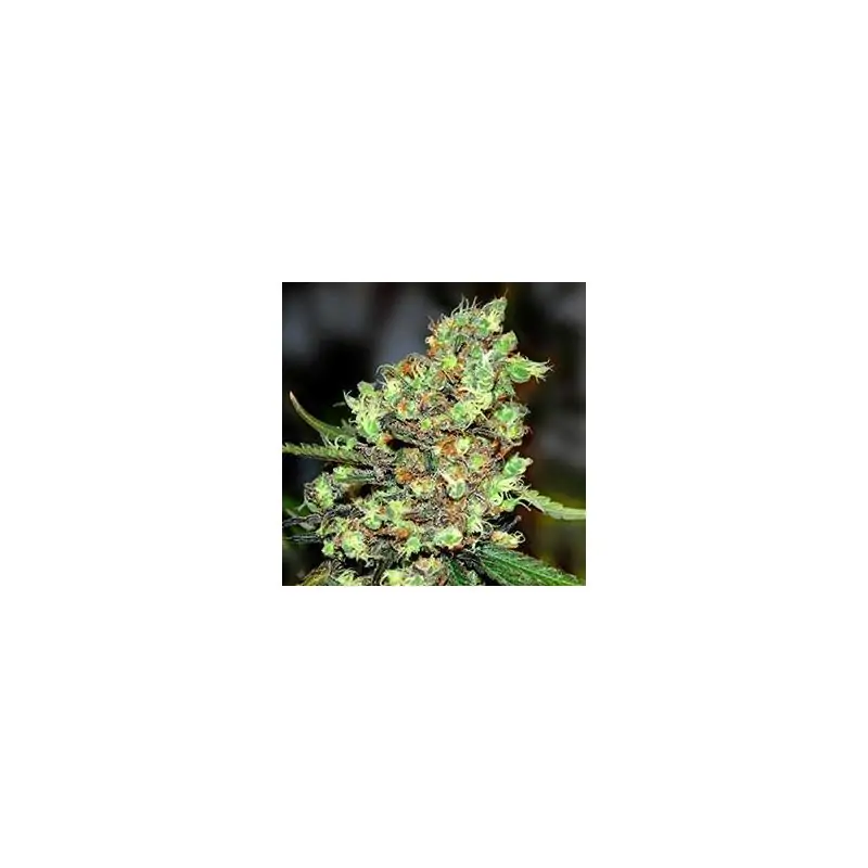 Skunk 1
