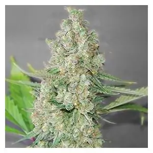 Super Skunk
