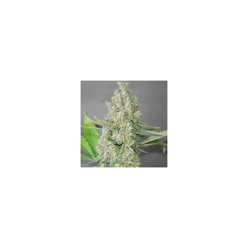 Super Skunk