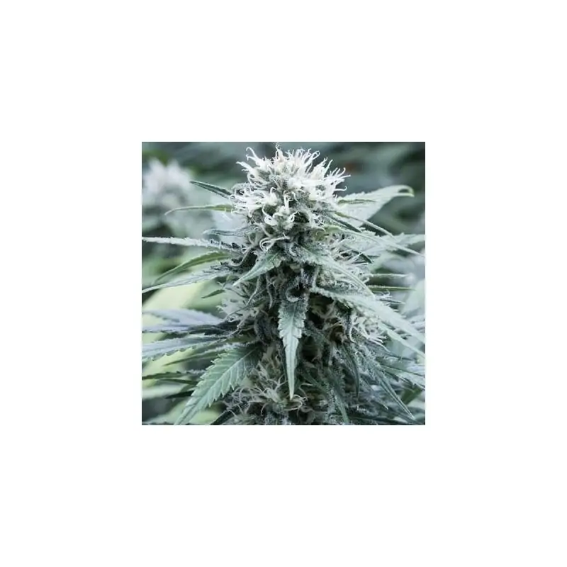 Sweet Amnesia