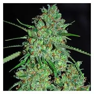 White Critical