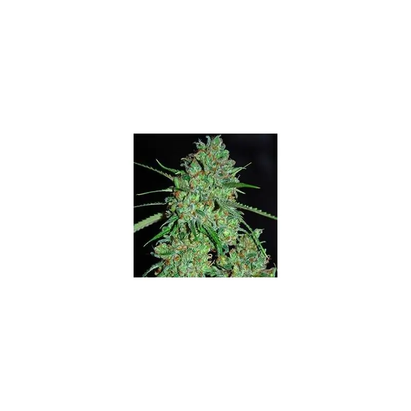 White Critical