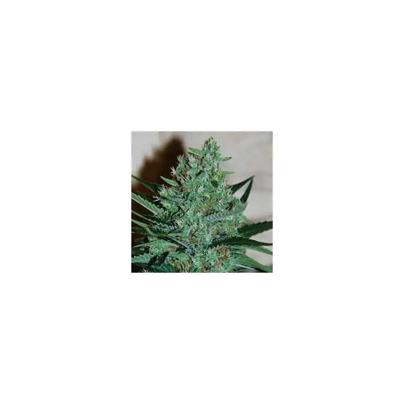 White Lavender