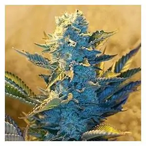 WHITE WIDOW