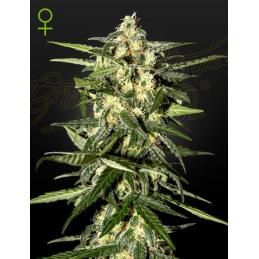 JACK HERER AUTO