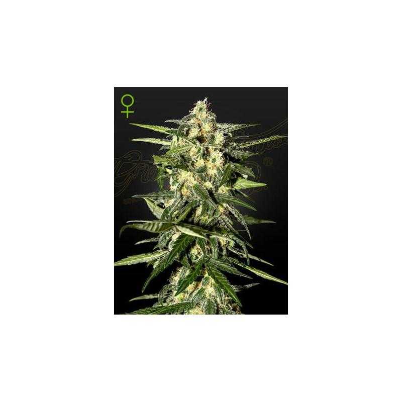 JACK HERER AUTO JACK HERER AUTO