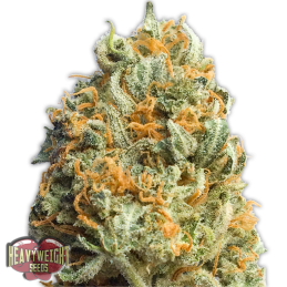 FULLY LOADED AUTO