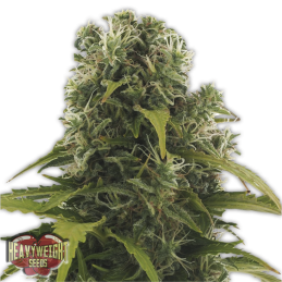 HIGH DENSITY AUTO