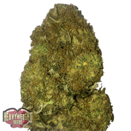 SKUNKY MONKEY AUTO