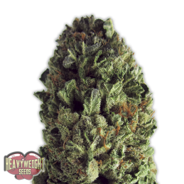 BUDZILLA