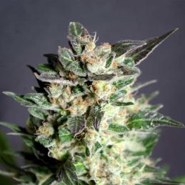 DIESEL GLUE