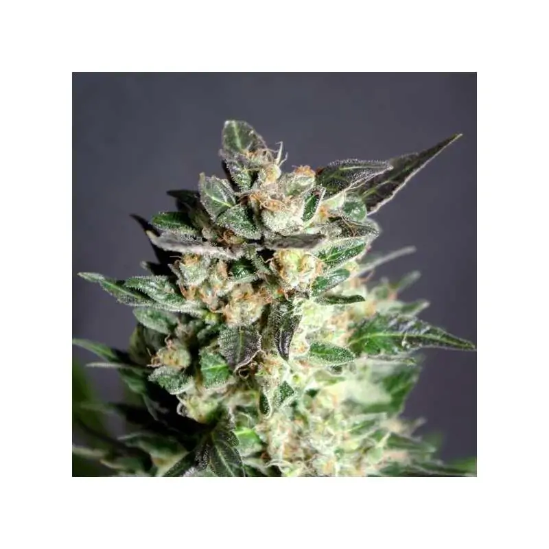 DIESEL GLUE