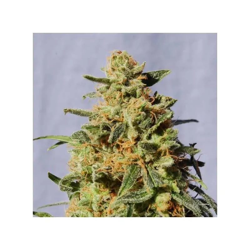 WHITE DOMINA