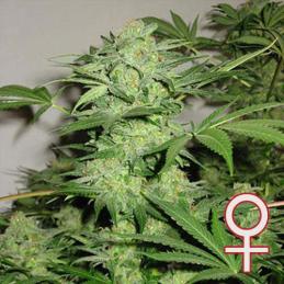 Northern Light Special