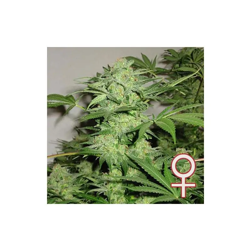 Northern Light Special