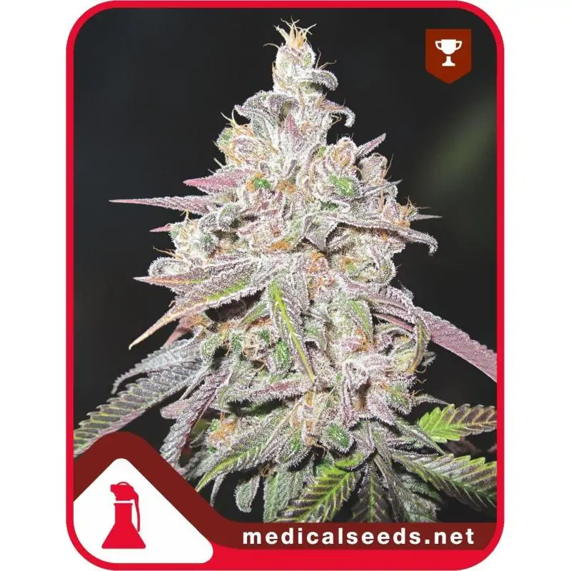 Mendocino Chanel Kush