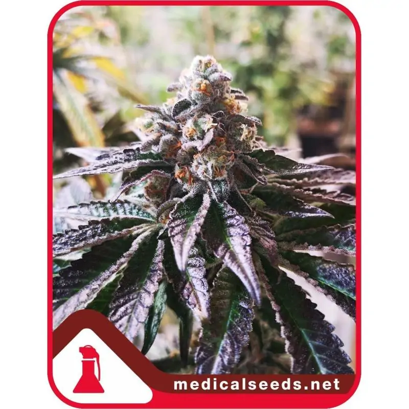 Cookies Purple Punch