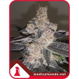 Gelato 242