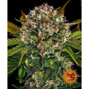 Auto Strawaberry Cheesecake