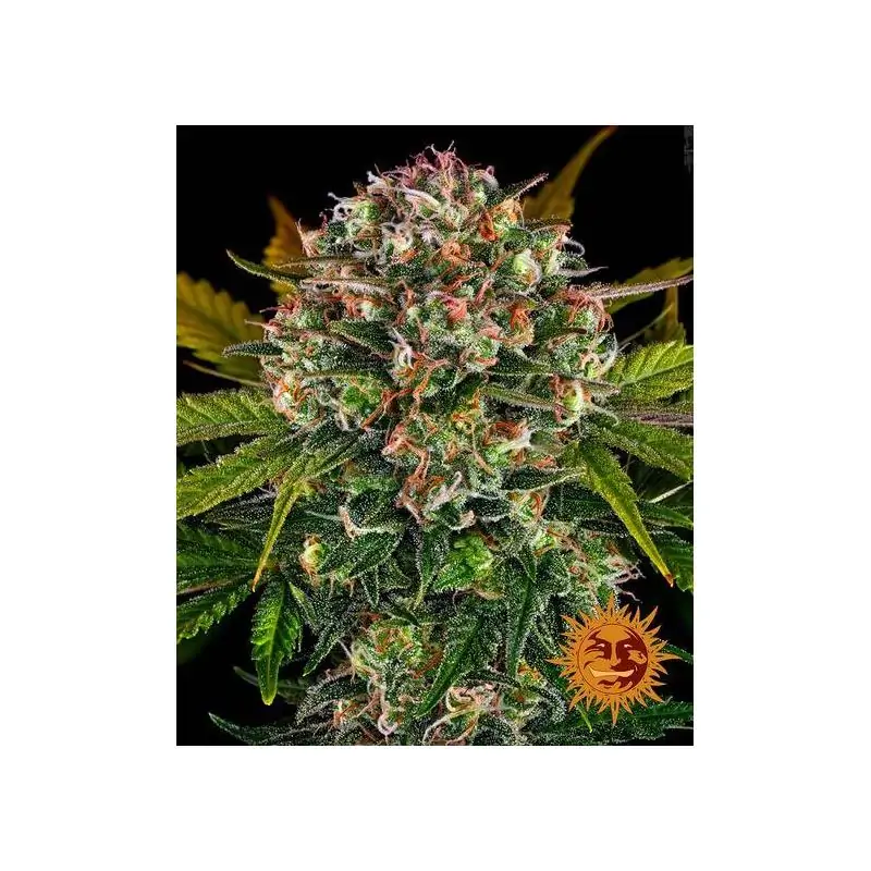 Auto Strawaberry Cheesecake