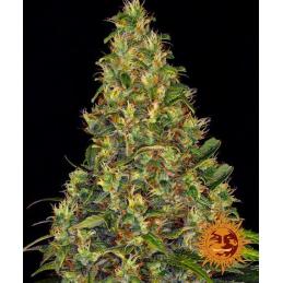 Auto Amnesia Haze