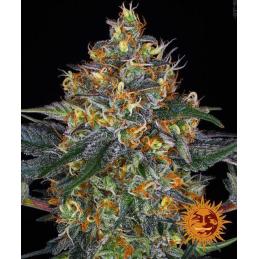Auto Moby Dick