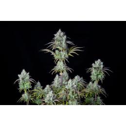 Big Bud Auto