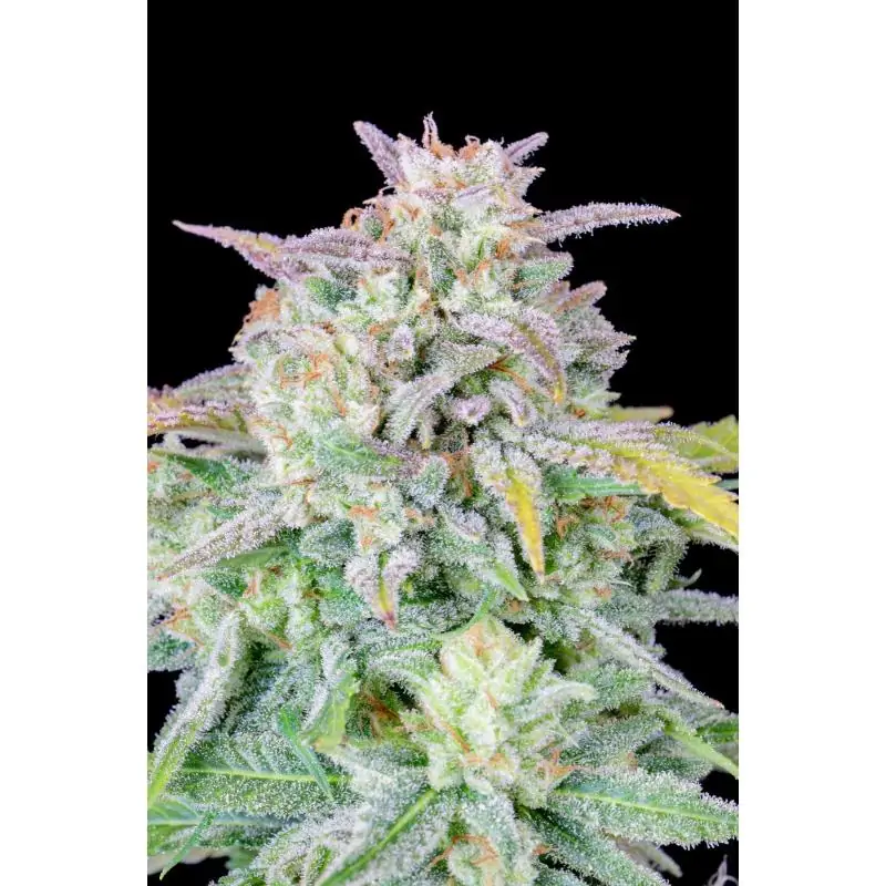 Afghan Kush Auto