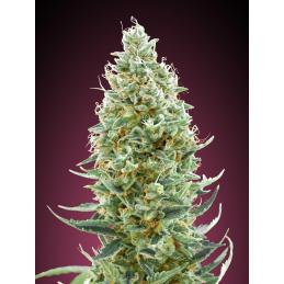Amnesia Fast