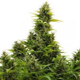 Auto Buddha Medikit CBD