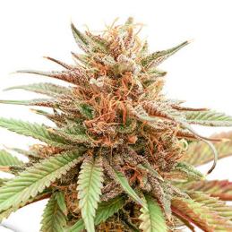 Durban Dew