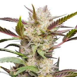 Auto Mimosa Punch
