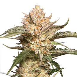 Auto Trichome & Cream