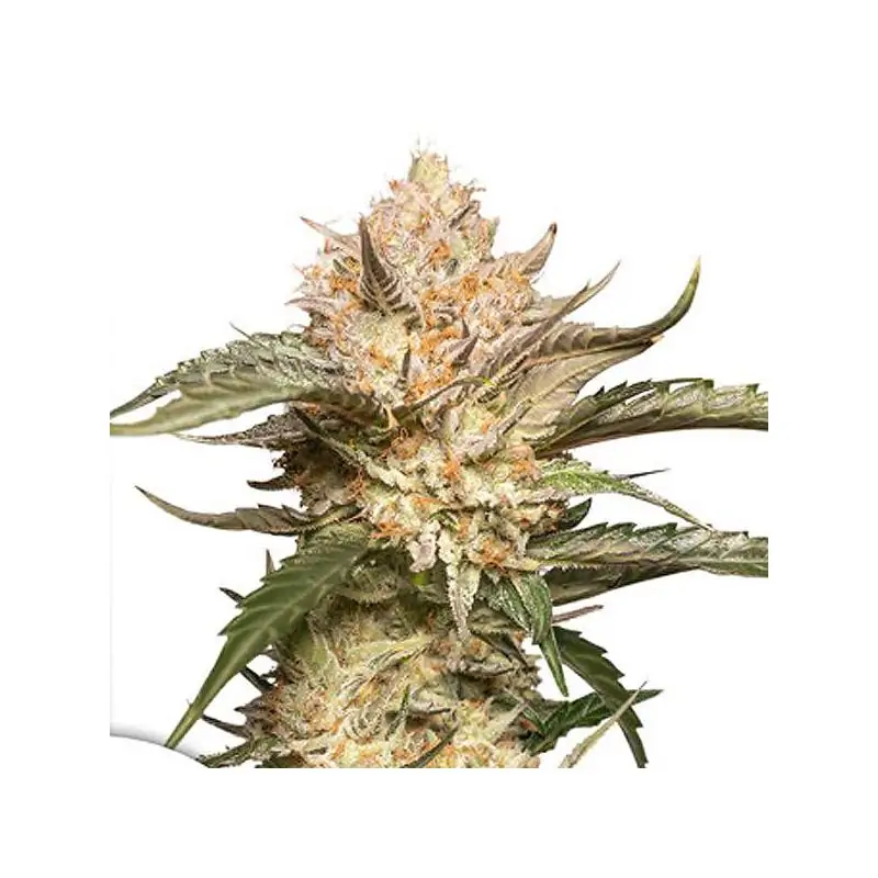 Auto Trichome & Cream