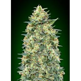 Auto White Widow XXL