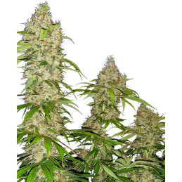 Banana Kush Cake