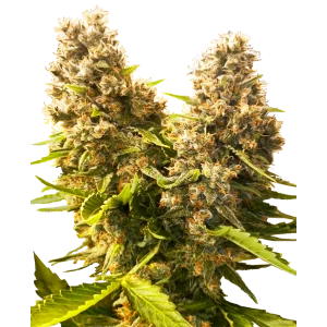 Banana Kush Cake Auto