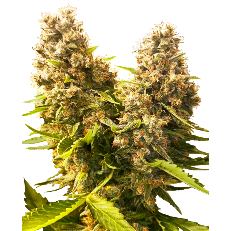 Banana Kush Cake Auto