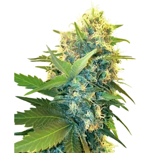 Double Kush Cake Auto